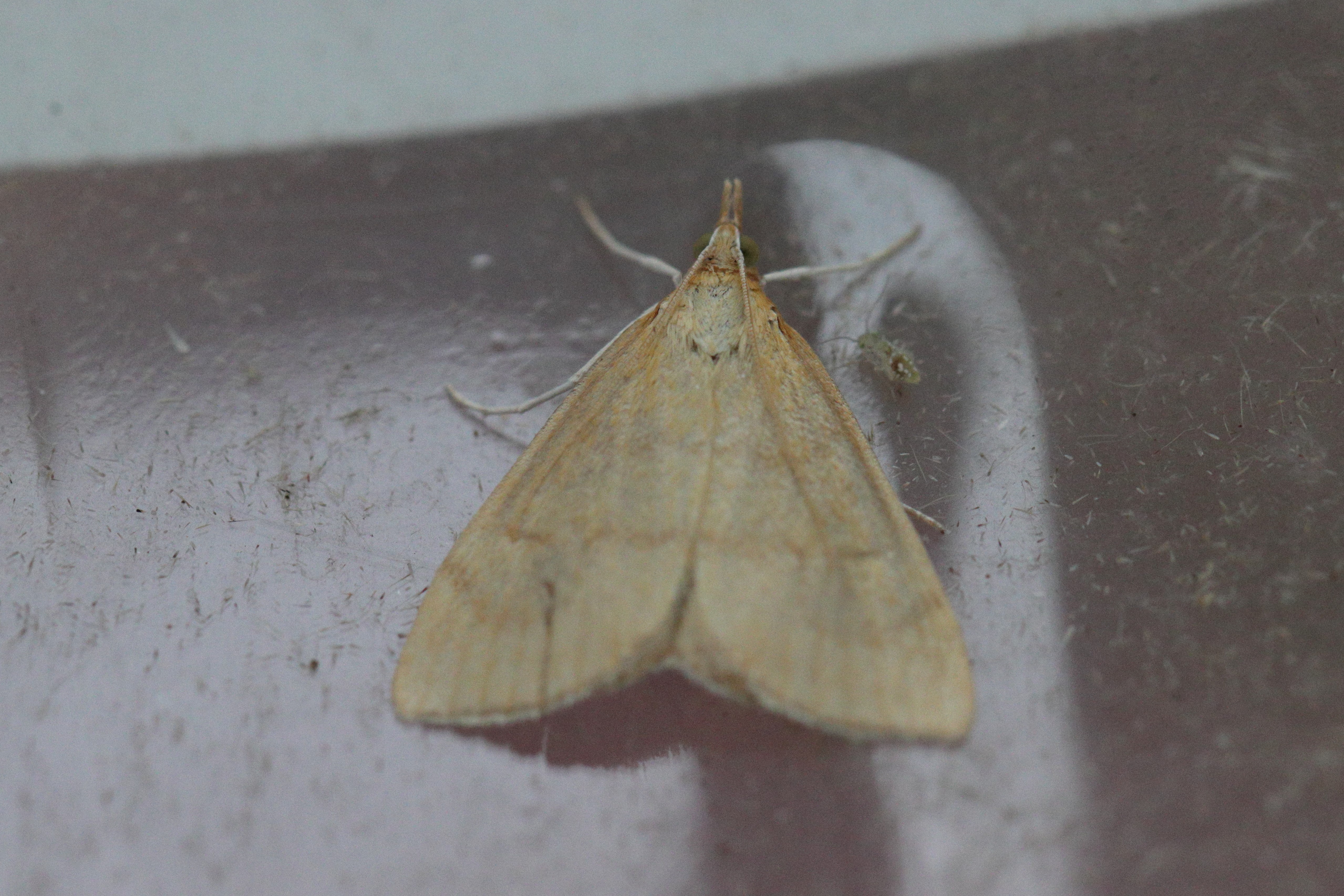 Photo of Ochreous Pearl (Anania crocealis)